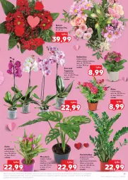 Gazetka promocyjna Kaufland - Gazetka tygodnia - Gazetka - ważna od 19.02 do 19.02.2025 - strona 11 - produkty: Koc, Róża, Kalanchoe, Tera, Storczyk, Bukiet