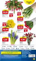 Gazetka promocyjna Lidl - GAZETKA - Gazetka - ważna od 25.02 do 25.02.2023 - strona 47 - produkty: Sok, Por, Gry, Hiacynt, Tulipan, Cień, O nas, Mola, Bukiet