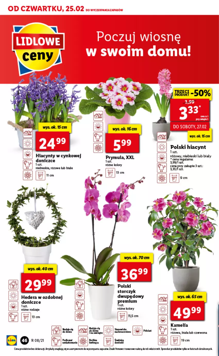 Gazetka promocyjna Lidl - GAZETKA - ważna 25.02 do 27.02.2021 - strona 46 - produkty: Cynk, Hiacynt, Storczyk