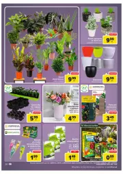 Gazetka promocyjna Carrefour - Gazetka Carrefour Targ świeżości - Gazetka - ważna od 24.01 do 24.01.2022 - strona 26 - produkty: Róża