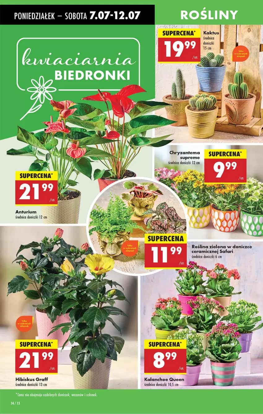 Gazetka promocyjna Biedronka - Od Poniedziałku - ważna 07.07 do 12.07.2025 - strona 25 - produkty: Chryzantema, Fa, Gra, Hibiskus, Kaktus, Kalanchoe