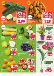 Gazetka promocyjna Kaufland - Gazetka tygodnia - Gazetka - ważna od 30.07 do 30.07.2025 - strona 17 - produkty: Mandarynki, Chryzantema, Ziemniaki, Palma, Winogrona, Wino, Grunt, Kukurydza, Kokos