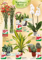Gazetka promocyjna Dino - Gazetka - ważna od 02.01 do 02.01.2024 - strona 3 - produkty: Sok, Kaktus, Storczyk, Bukiet