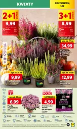 Gazetka promocyjna Lidl - GAZETKA - Gazetka - ważna od 07.09 do 07.09.2024 - strona 47 - produkty: Sok, Por, Gra, Chryzantema, Cień, O nas