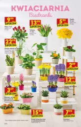 Gazetka promocyjna Biedronka - W tym tygodniu - Gazetka - ważna od 05.02 do 05.02.2022 - strona 14 - produkty: Hiacynt, Tulipan, Prymula, Róża, Kalanchoe, Tera, Narcyz, Sukulent