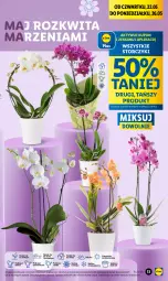 Gazetka promocyjna Lidl - GAZETKA - Gazetka - ważna od 24.05 do 24.05.2025 - strona 15 - produkty: Por, Cień, O nas, Storczyk