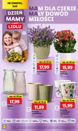 Gazetka promocyjna Lidl - GAZETKA - Gazetka - ważna od 24.05 do 24.05.2025 - strona 18 - produkty: Campanula, Por, Gerber, Cień, O nas, Kalanchoe, Wazon, Osłonka