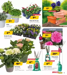 Gazetka promocyjna Bricomarche - Gazetka - Gazetka - ważna od 28.03 do 28.03.2021 - strona 13 - produkty: Róża