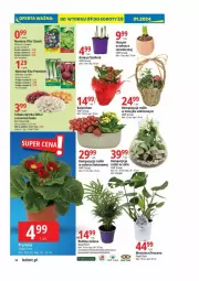 Gazetka promocyjna E Leclerc - Gazetka - ważna od 20.01 do 20.01.2024 - strona 6 - produkty: Cebula, Prymula, Kalanchoe, Tera, Vita C, Krokus