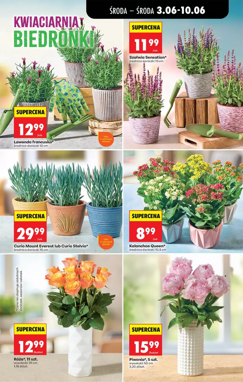 Gazetka promocyjna Biedronka - Od Środy - ważna 03.06 do 04.06.2026 - strona 69 - produkty: Kalanchoe, Piwo, Róża, Sati, Sok, Wazon