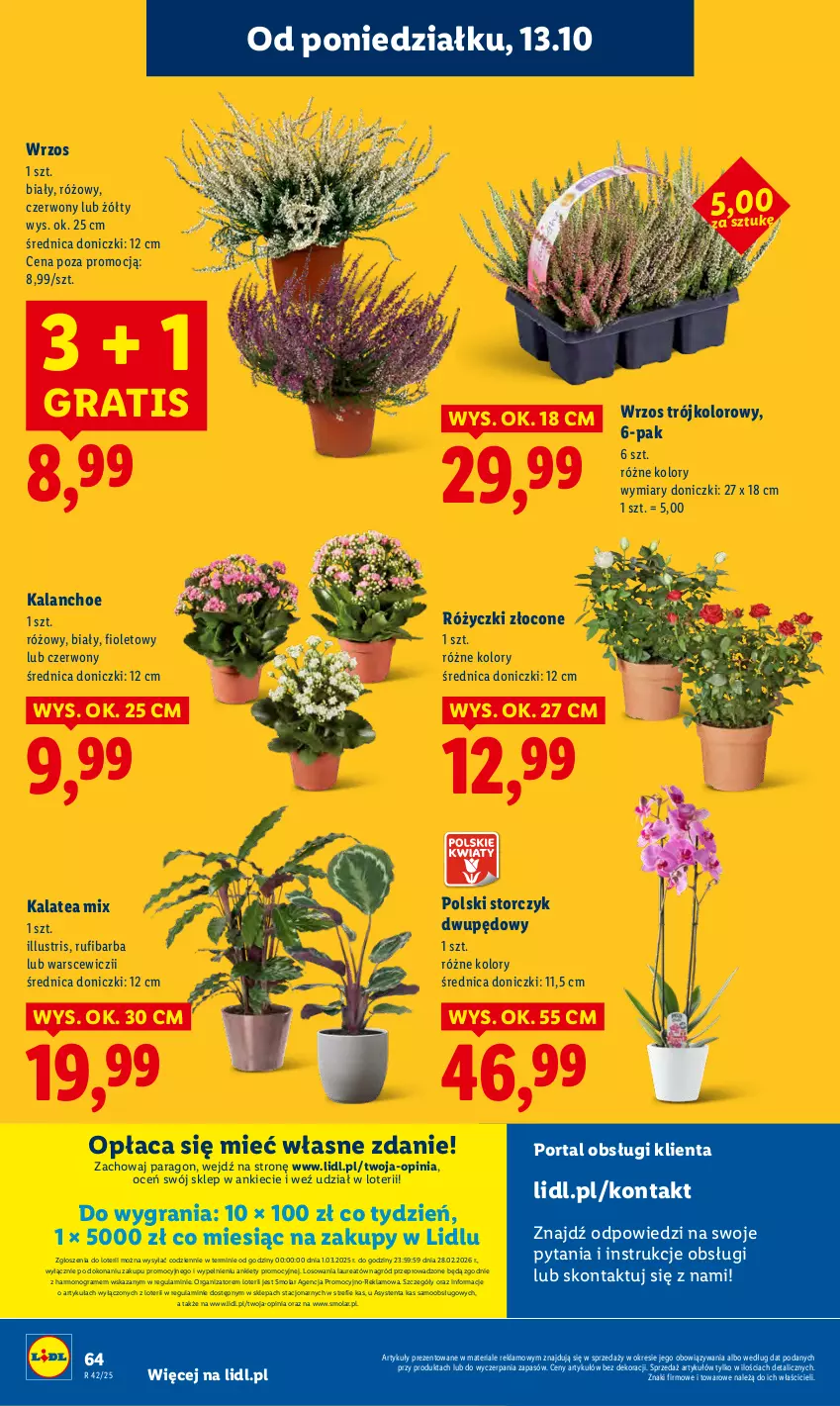 Gazetka promocyjna Lidl - GAZETKA - ważna 13.10 do 15.10.2025 - strona 64 - produkty: Gra, Kalanchoe, Laur, Mola, Por, Portal, Storczyk
