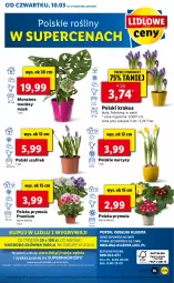 Gazetka promocyjna Lidl - GAZETKA - Gazetka - ważna od 13.03 do 13.03.2022 - strona 55 - produkty: Gry, Prymula, Tera, Mola, Narcyz, Krokus