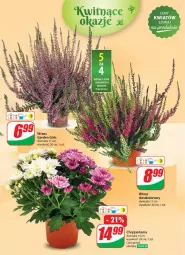 Gazetka promocyjna Dino - Gazetka 35 / 2024 - Gazetka - ważna od 03.09 do 03.09.2024 - strona 51 - produkty: Sok, Chryzantema