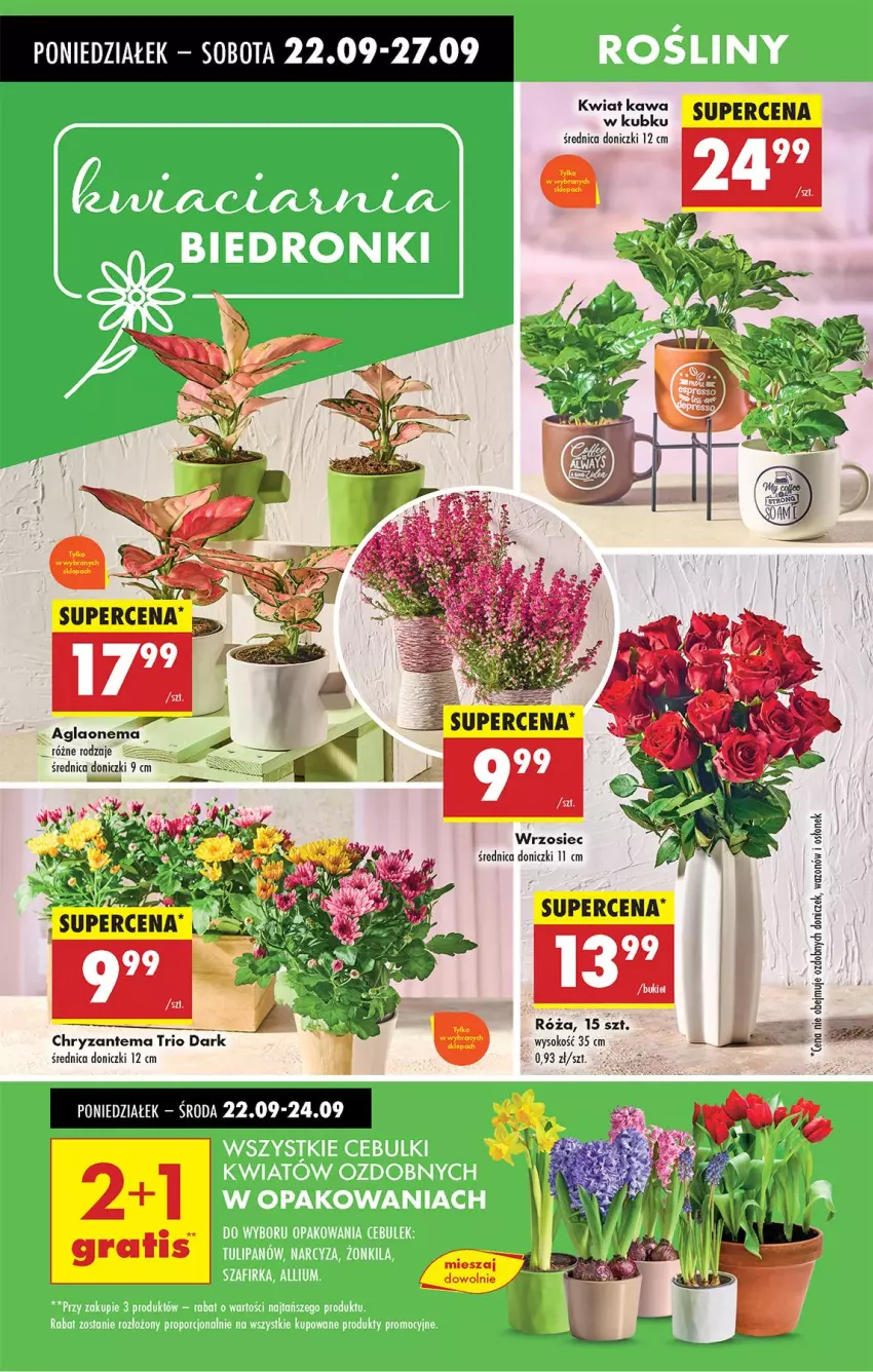 Gazetka promocyjna Biedronka - Od Poniedziałku - ważna 22.09 do 27.09.2025 - strona 68 - produkty: Chryzantema, Kawa, Róża, Sok, Wazon