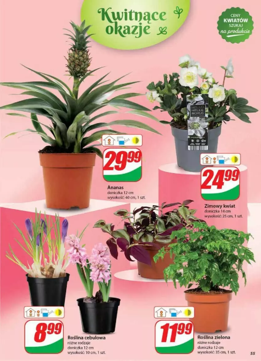 Gazetka promocyjna Dino - ważna 02.01 do 07.01.2025 - strona 51 - produkty: Ananas, Sok