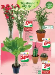 Gazetka promocyjna Dino - Gazetka - ważna od 07.01 do 07.01.2025 - strona 50 - produkty: Hama, Sok, Koc, Kaktus, Tera, Bukiet