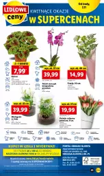 Gazetka promocyjna Lidl - GAZETKA - Gazetka - ważna od 05.11 do 05.11.2022 - strona 69 - produkty: Sok, Por, Gra, Tulipan, Cień, O nas, Mola, Bukiet