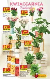 Gazetka promocyjna Biedronka - W tym tygodniu - Gazetka - ważna od 29.09 do 29.09.2021 - strona 15 - produkty: Top, Sok, Gin, Acer, Róża, Bukiet, Fa