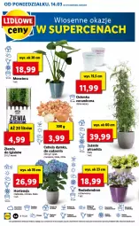 Gazetka promocyjna Lidl - GAZETKA - Gazetka - ważna od 16.03 do 16.03.2022 - strona 54 - produkty: Cebula, Osłonka